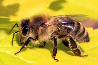 Рекомендации по профилактике заболеваний пчел | Алатырский муниципальный  округ Чувашской Республики