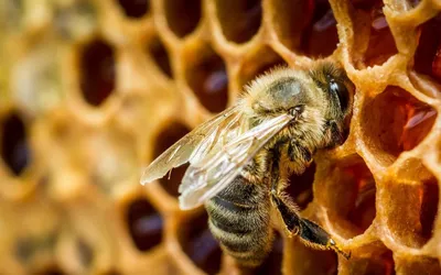 Почему пчелы осенью покидают улей ➤ Интернет-магазин Vashapasika