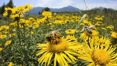Почему на полях рапса гибнут пчелы и что делать пасечникам - 04.06.2021,  Sputnik Беларусь