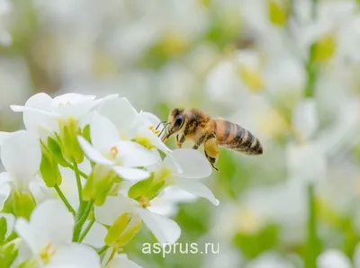 Обои на рабочий стол Пчёлы собирают пыльцу с цветов на поле, обои для  рабочего стола, скачать обои, обои бесплатно