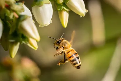 Супер детализированое фото пчелы на …» — создано в Шедевруме
