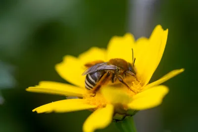 Пчелы в саду – гарантия хорошего урожая | АППЯПМ