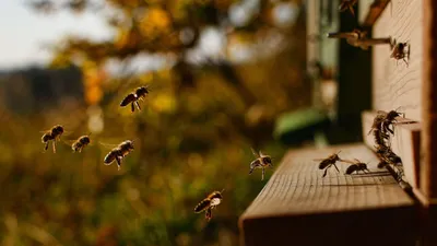 Дикие пчелы на даче: можно ли отпугнуть самостоятельно?