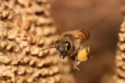 Музей пчелы в Хвалынске: гигантский улей за 3 млн привлечет туристов пчелой  в янтаре, но не медовухой | Агентство деловых новостей \"Бизнес-вектор\"