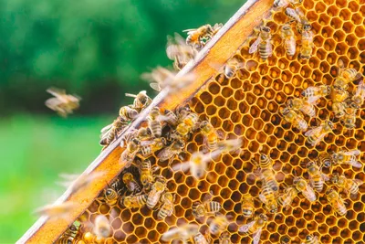 Honey bee on sedum flower * Медоносная пчела на цветке сед… | Flickr