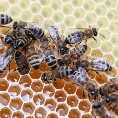Деревенская пасека. Пчелиные ульи. Натуральный мёд. Дикий мёд. Пчёлы на  пасеке. Пчелы собирают мёд на лугу. Stock Illustration | Adobe Stock