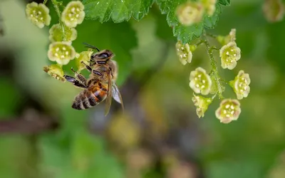 крупным планом фото пчелы на подсолнухе, Летняя традиция милая пчелка  прилетела в поисках нектара в цветущем подсолнухе, Hd фотография фото,  цветок фон картинки и Фото для бесплатной загрузки