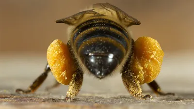 Как пчелы предупреждают друг друга об опасности