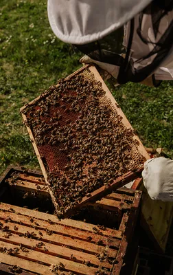 Что вызывает злобливость пчел | Pasichnyk