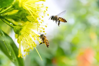 Пчелы обои - 59 фото