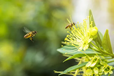 Профессор КФУ: «Пчелы – уникальный биоиндикатор состояния окружающей среды»  | Медиа портал - Казанский (Приволжский) Федеральный Университет