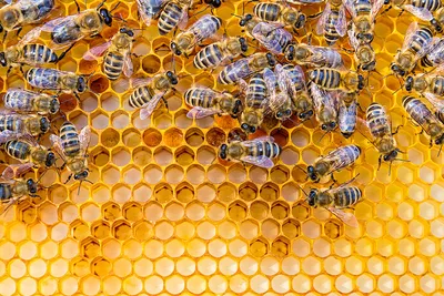 Внешнее строение пчелы - карточки Монтессори купить и скачать