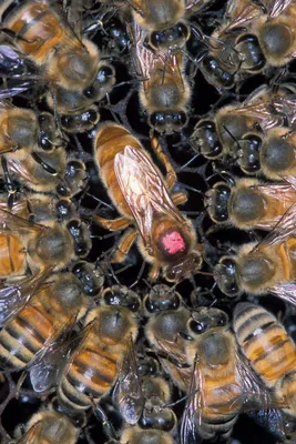 Рисунок пчелы на цветке - 65 фото