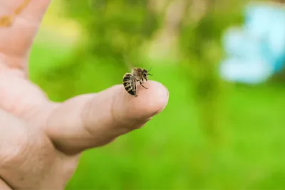 Пчелы На Груше — стоковые фотографии и другие картинки Без людей - Без  людей, Безпозвоночное, Биология - iStock