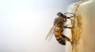 Пыльцевые корзиночки пчелы • Юлия Михневич • Научная картинка дня на  «Элементах» • Энтомология