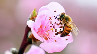 Цветы, опыленные медоносными пчелами, дают семена низкого качества: новое  исследование - 29.06.2023, Sputnik Армения