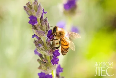 У соседей на пяти сотках стоит 12 ульев». Законно ли держать пчел на дачном  участке? | bobruisk.ru
