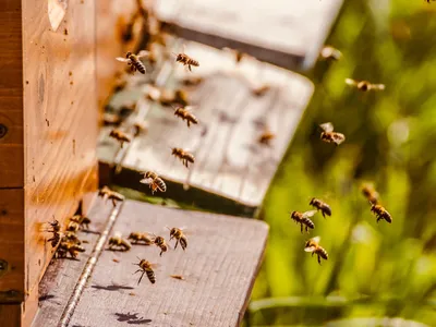 Билайн» занялся спасением пчел - Ведомости