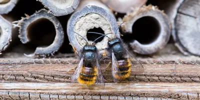 Большая пчела на сотах форма пластиковая