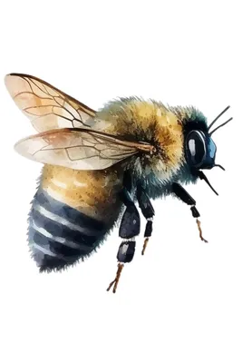 Изображение пчелы или пчелы на желтом цветке собирает нектар. Золотая пчела  на пыльцу, которую цветов. Насекомое. Животное Стоковое Изображение -  изображение насчитывающей макрос, зеленый: 190175479