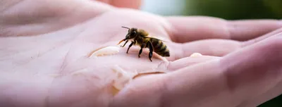 Будьте пчелами, независимо от размера крыльев, ЛЕТАЙТЕ и НАСЛАЖДАЙТЕСЬ  жизнью. Это интересно! ВДПО.РФ