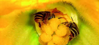 Найдена пчела-мутант без матери и с двумя отцами - Индикатор