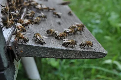 Лес и пчелы - Интернет-журнал «Живой лес»
