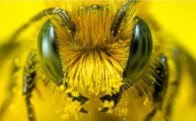 Изображение Пчелы Или Медоносной Пчелы На Желтом Цветке Собирает Нектар  Золотая Пчела На Цветочной Пыльце Насекомое Животное — стоковые фотографии  и другие картинки Вертикальный - iStock