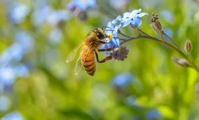 Bees. Пчёлы. PNG. | Рисунок, Пчела, Графический дизайн