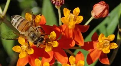 Робо-пчела на ИК управлении 1toy оранжевый (664131) купить по цене 1 500  руб. в интернет-магазине ГУМ