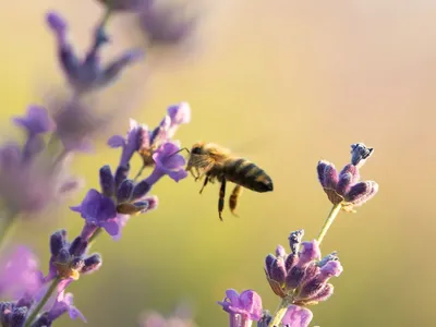 Пчелы – надежные помощники в сельском хозяйстве | Новости ООН