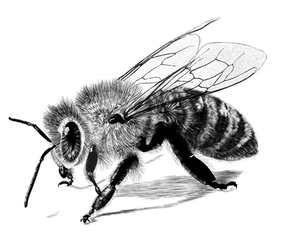 Игрушка на пульте управления BONDIBON Пчела со световыми эффектами на  батарейках купить по цене 2061 ₽ в интернет-магазине Детский мир