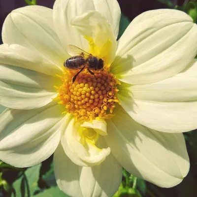 14 сентября - Всемирный день защиты пчел - ГБУ КО «Кировская межрайонная  станция по борьбе с болезнями животных»