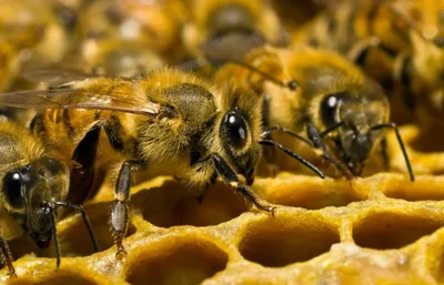 Селективная фотография пчелы на вершине цветка · Бесплатные стоковые фото