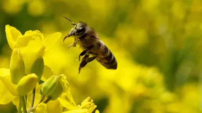 Хобби-бизнес для души и денег-2: закарпатские элитные пчелы и тонны меда в  личных подворьях - Ведомости Казахстана
