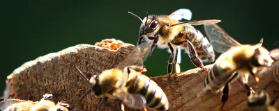 Дикие пчелы - город Бургхаузен