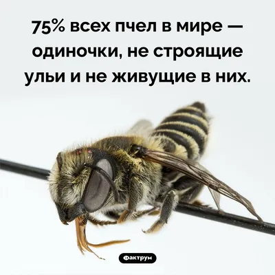 плавный рисунок пчел. летающие мультипликационные пчелы. пчела. фон детей.  вес. великолепно для декоративных листовок Иллюстрация вектора -  иллюстрации насчитывающей здорово, летание: 239468727