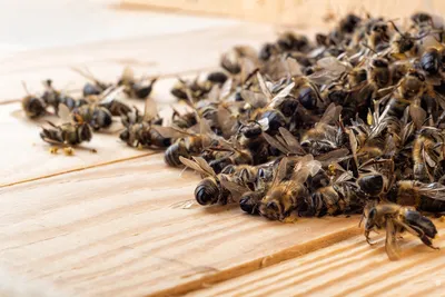 Через сутки после инцидента на Закарпатье пчелы начали оживать – \"Укрпочта\"  | Экономическая правда