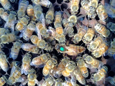 Пчелы на белом фоне акварели. Иллюстрация вектора - иллюстрации  насчитывающей одиночно, эскиз: 196156637