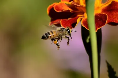 Картинки на тему #пчёлы - в Шедевруме