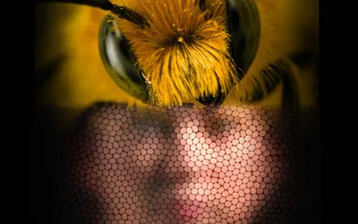 Плотоядные пчёлы и пчёлы без жала | Пикабу