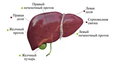 Почему не болит печень и как не пропустить важное | Новости Lancet Clinic