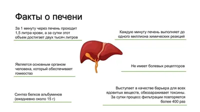 Печень говяжья с доставкой | Интернет-магазин vkustro.ru