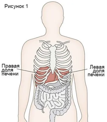 Признаки болезней печени - Гастроцентр