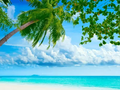 Морской пейзаж пальмы на пляже - обои на рабочий стол