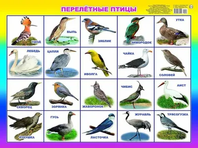 Пазл «Перелетные птицы» из 408 элементов | Собрать онлайн пазл №13396