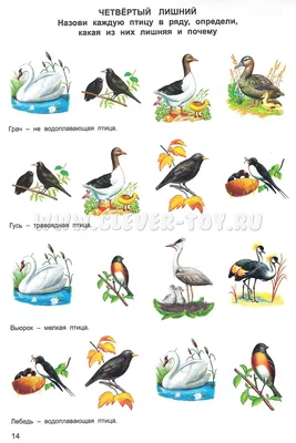 Набор карточек. Перелетные птицы. 16 раздаточных карточек 63х87 - купить с  доставкой по выгодным ценам в интернет-магазине OZON (718562580)
