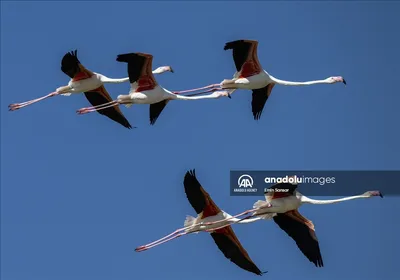 В Коми первыми прилетели перелетные птицы-разведчики | Комиинформ