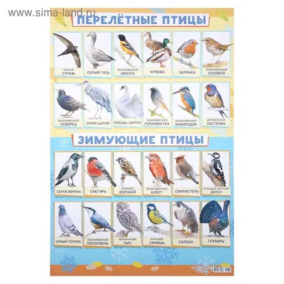 Плакат \"Зимующие и перелётные птицы\" А2 (4993049) - Купить по цене от 47.20  руб. | Интернет магазин SIMA-LAND.RU