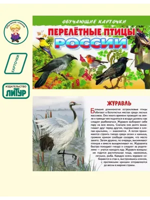Перелетные птицы начнут покидать Московский регион в сентябре - В регионе -  РИАМО в Реутове
